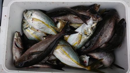 伊豆下田フィッシング 釣果