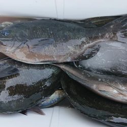 伊豆下田フィッシング 釣果