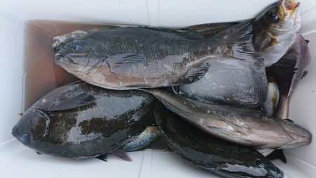 伊豆下田フィッシング 釣果