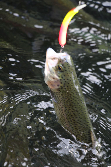 小菅トラウトガーデン 釣果