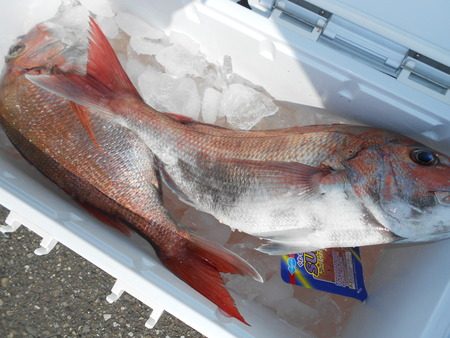 こうゆう丸 釣果