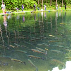 小菅トラウトガーデン 釣果