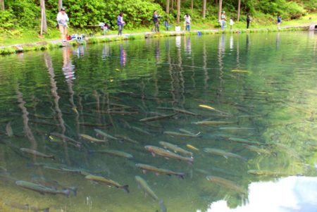 小菅トラウトガーデン 釣果