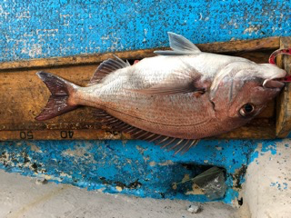 幸吉丸 釣果