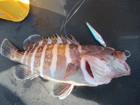 真祐丸 (しんゆうまる) 釣果