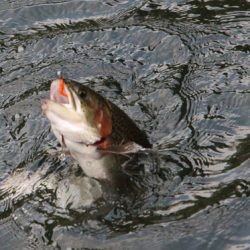 小菅トラウトガーデン 釣果