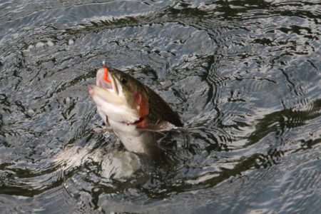 小菅トラウトガーデン 釣果