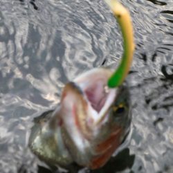 小菅トラウトガーデン 釣果