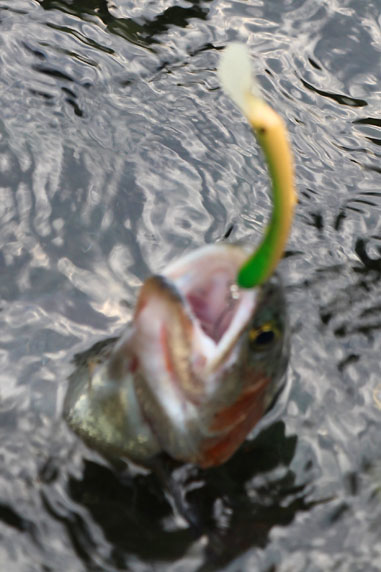 小菅トラウトガーデン 釣果