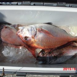 大進丸（新潟） 釣果