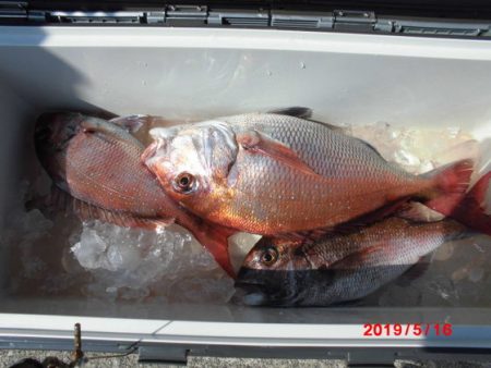 大進丸（新潟） 釣果