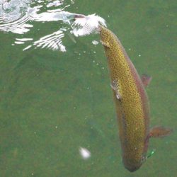 小菅トラウトガーデン 釣果