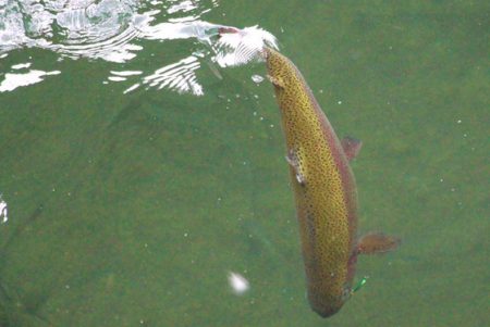 小菅トラウトガーデン 釣果