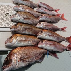 遊漁船 幸友丸 釣果