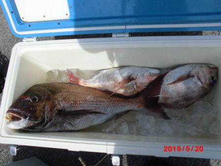 大進丸(新潟) 釣果