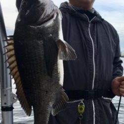 シーマジカル 釣果