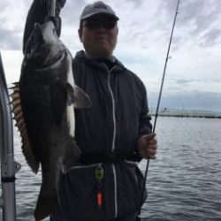 シーマジカル 釣果