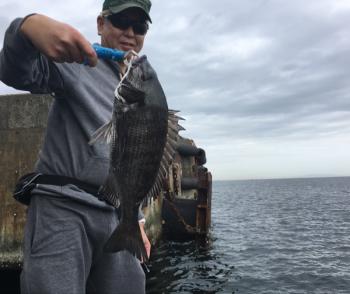 シーマジカル 釣果