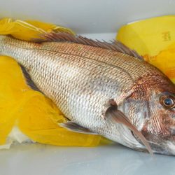 こうゆう丸 釣果