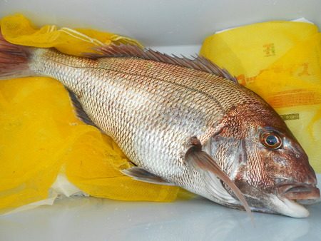 こうゆう丸 釣果