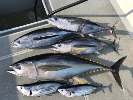 へいみつ丸 釣果