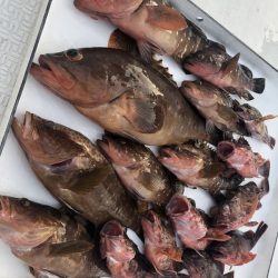 Magic(マジック) 釣果