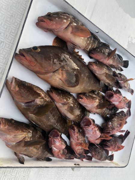 Magic(マジック) 釣果