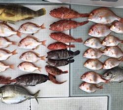 さぶろう丸 釣果