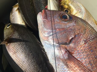 博栄丸 釣果