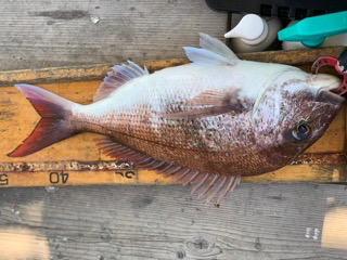 幸吉丸 釣果