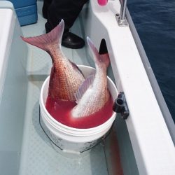 遊漁船ブルーウッズ 釣果