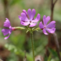 小菅トラウトガーデン 釣果