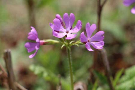 小菅トラウトガーデン 釣果