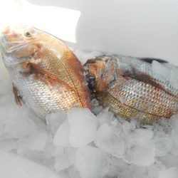 こうゆう丸 釣果