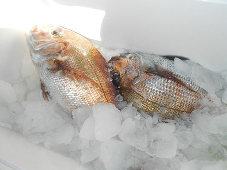 こうゆう丸 釣果