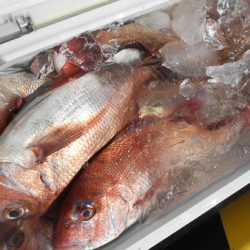 こうゆう丸 釣果