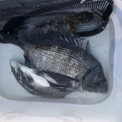 由良渡船 釣果