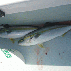 遊漁船ブルーウッズ 釣果