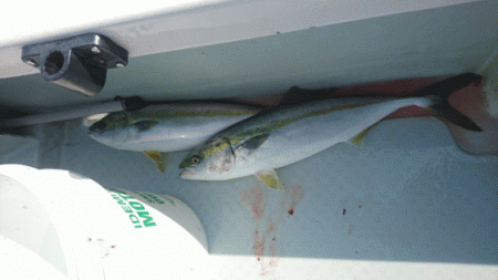 遊漁船ブルーウッズ 釣果