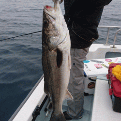 遊漁船ブルーウッズ 釣果