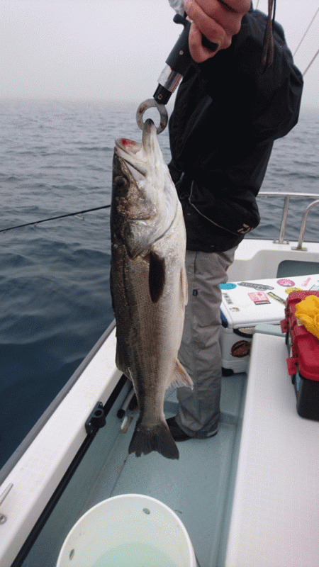 遊漁船ブルーウッズ 釣果