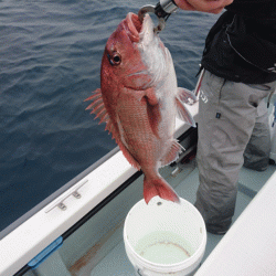 遊漁船ブルーウッズ 釣果
