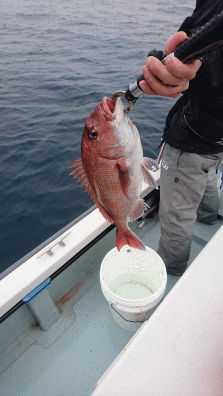 遊漁船ブルーウッズ 釣果