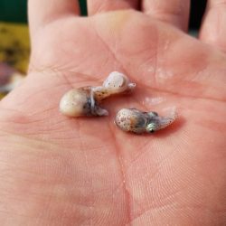 遊漁船 ニライカナイ 釣果