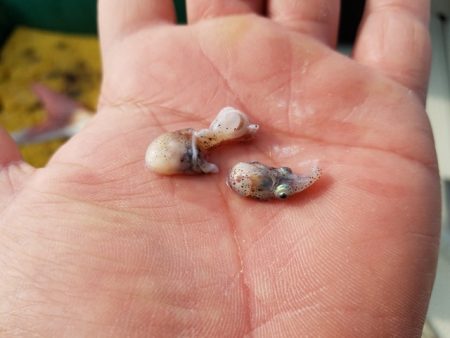 遊漁船 ニライカナイ 釣果