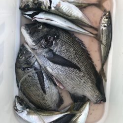 由良渡船 釣果
