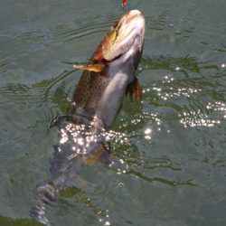 小菅トラウトガーデン 釣果