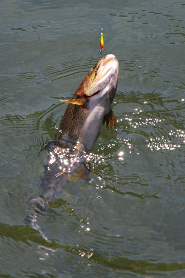 小菅トラウトガーデン 釣果