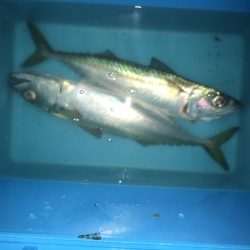 徳島県　旧吉野川河口で、うきまろモニター釣行！