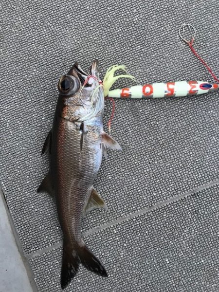 へいみつ丸 釣果